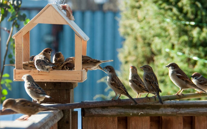 sparrows flock enjoying food from feeder in garden