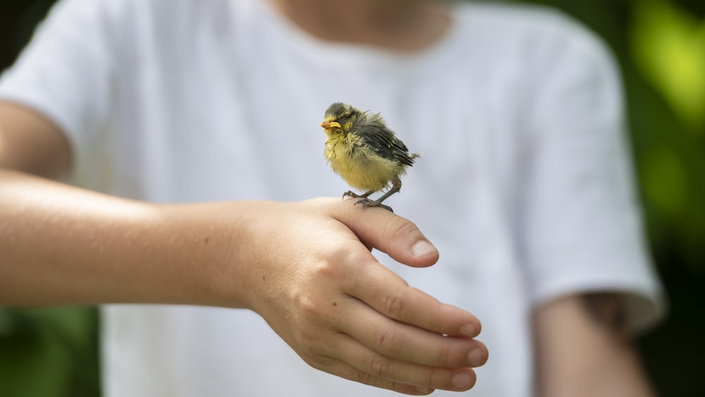 small bird sitting on a boys hand