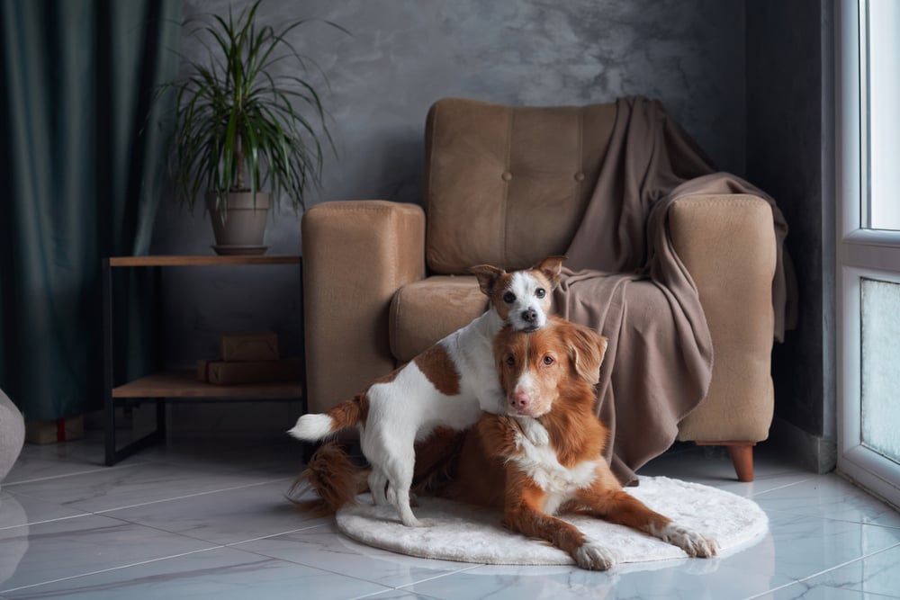 a corner sofa with 2 dogs seating on it