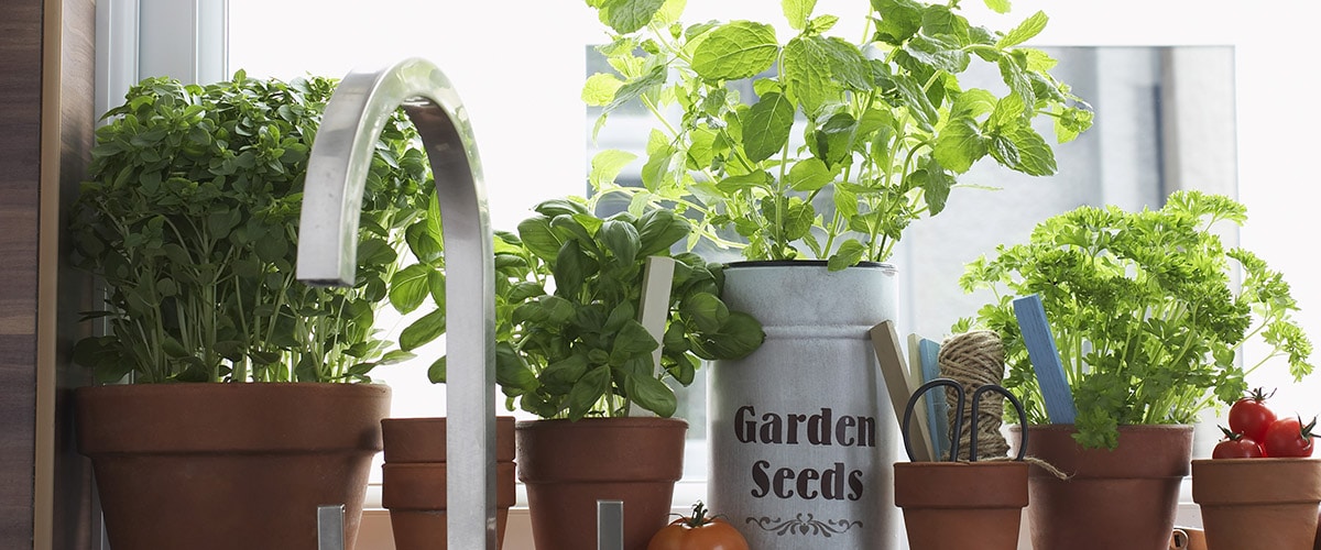 The Amazing Benefits of Growing Plants in Your Summer House